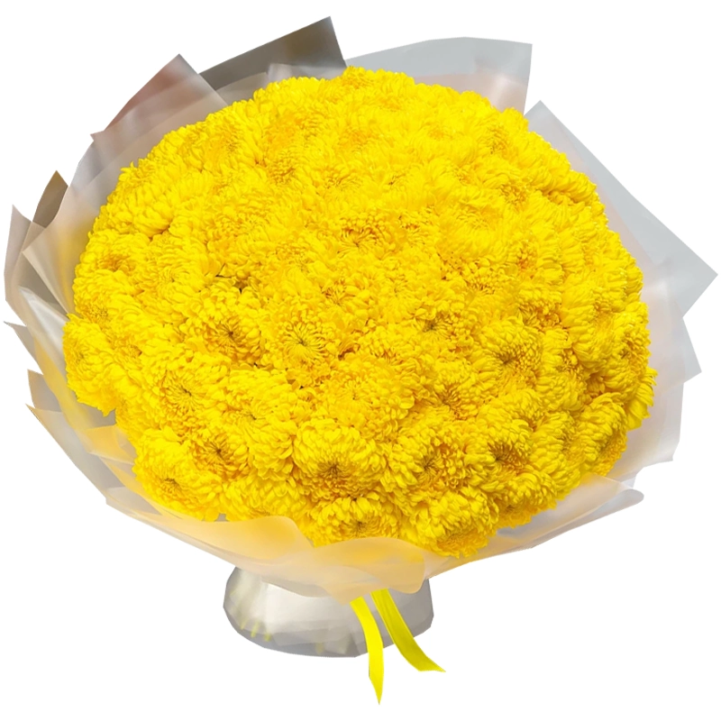Букет из 101 желтой одноголовой хризантемы